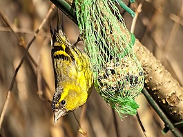 购买siskins,鸟,鸣鸟