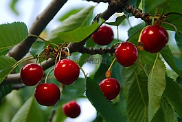 櫻桃,水果,食品