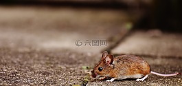 鼠標,嚙齒動物,可愛