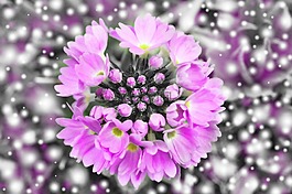 報春花,花,開花