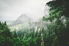 自然,森林,樹