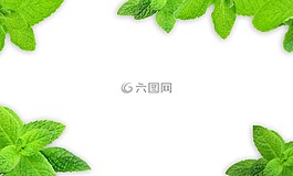 薄荷,叶子,背景