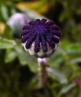 紅色,雜草,花