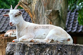 山羊,動(dòng)物,角