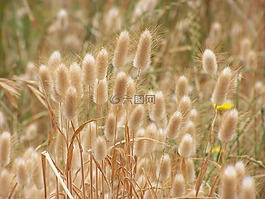 自然,原野,農(nóng)村