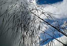 燕麥,收獲,農(nóng)業(yè)