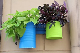 花盆,植物,綠色