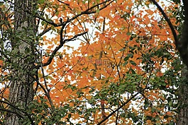 樹(shù),橙色,秋天