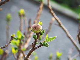 無花果,水果,植物