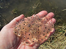 蛙,青蛙,兩棲類