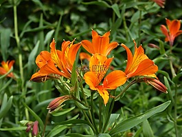百合花,橙,關(guān)閉