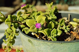 植物,花盆,缸