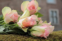 玫瑰,高貴的玫瑰,鮮花