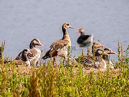 鹅,灰鹅,nilgans