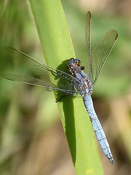 藍(lán)蜻蜓,葉,濕地