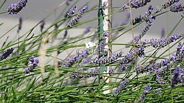 熏衣草,蜜蜂,紫