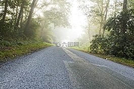 景觀,霧,路