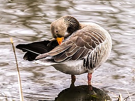 鵝,灰鵝,鳥