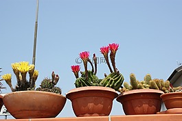花,廠,性質(zhì)