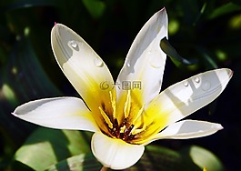 郁金香,白,開放