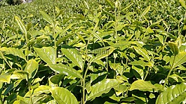 茶,茶園,植物