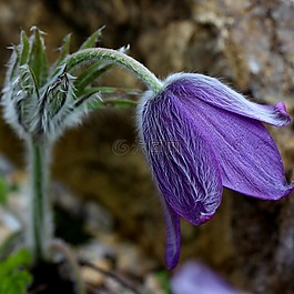 花,自然草甸,花園