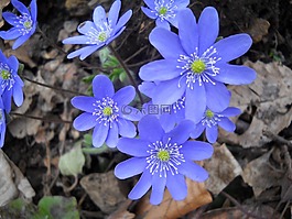 鮮花,藍(lán)色,自然