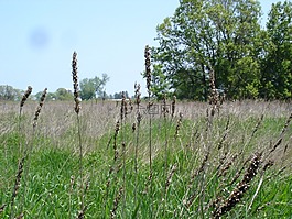 野生草,草原,打开字段