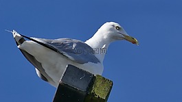海鷗,動(dòng)物,鳥