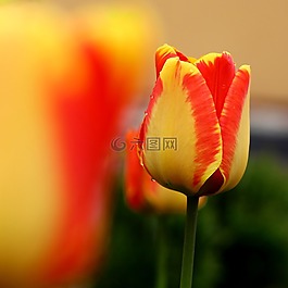 花,自然草甸,花園