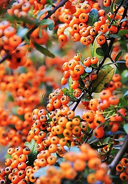 水果,漿果,紅色