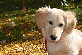 狗,小狗,動物