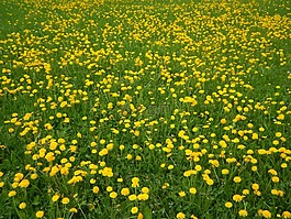 春天,盛開(kāi),黃色
