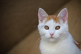 貓,動(dòng)物,哺乳動(dòng)物