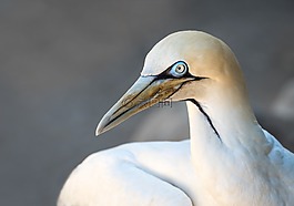 肖像的角塘鵝,鳥,海鳥