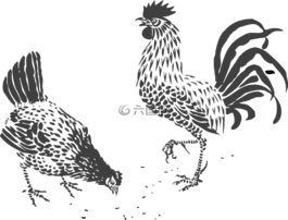 雞,公雞,母雞