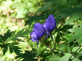 紫色的小花,紫,花