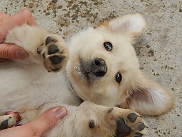 狗,小狗,動物