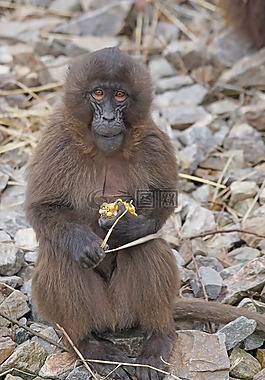 動物,靈長類動物,dschelada