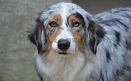 狗,婊子,澳大利亞牧羊犬