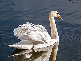 天鵝,疣鼻天鵝,鳥