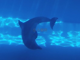 海豚,水,海洋哺乳動物