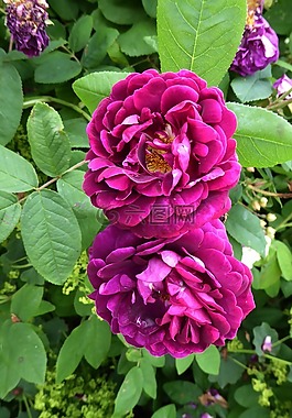芬芳的玫瑰,紫,花園