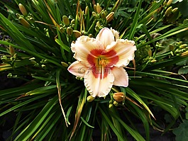 百合,黃色,粉紅色