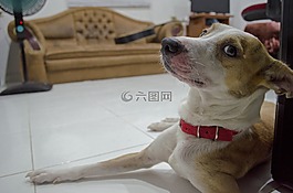 狗,忠实的朋友,宠物