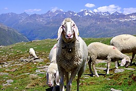 動物,羊,性質(zhì)