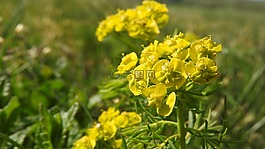 地錦chvojka,地錦,黃色的花