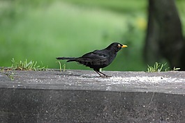 黑鳥,喂養(yǎng),公園