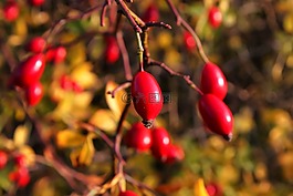 玫瑰果,紅色,水果
