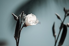 花,植物區(qū)系,花的